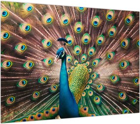 Obraz na szkle - Paw (70x50 cm)