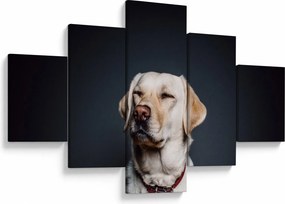 Obraz labradora (125x70 cm)