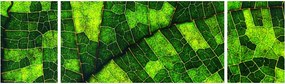 Obraz - Detal liścia (170x50 cm)