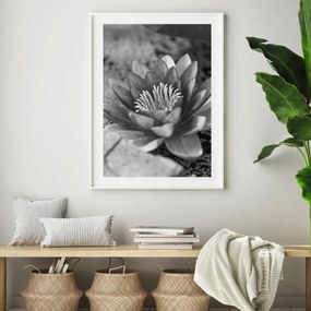 Plakat - Lilia wodna (A4)