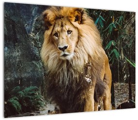 Obraz na szkle - lew w naturze (70x50 cm)
