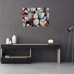 Obraz muszelek (70x50 cm)