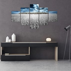 Obraz pola (125x70 cm)