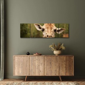 Obraz żyrafy (170x50 cm)