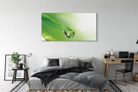 Obraz drukowany na płótnie Słoneczna Kropla na Liściu