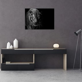 Obraz dzikiego tygrysa (70x50 cm)