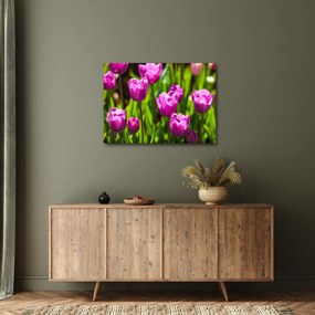 Obraz tulipanów na łące (70x50 cm)