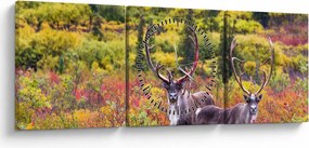 Obraz - Renifer tundrowy (z zegarem) (90x30 cm)