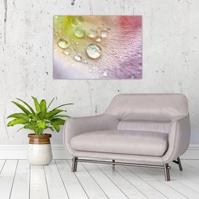 Obraz - Krople rosy (70x50 cm)