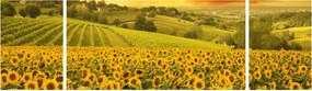Obraz - Pole słoneczników (170x50 cm)