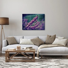 Obraz na szkle - lawenda (70x50 cm)