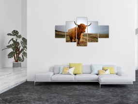 Obraz szkockiej krowy (125x70 cm)