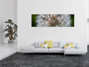 Obraz dmuchawca (170x50 cm)
