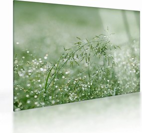 Obraz na szkle - Poranna rosa na źdźbłach trawy (70x50 cm)