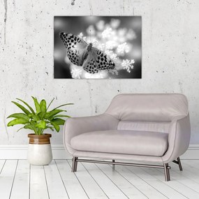 Obraz na szkle - Szczegół motyla zapylającego kwiat (70x50 cm)