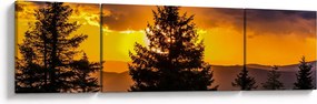 Obraz - drzewa iglaste (170x50 cm)