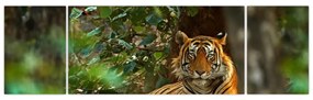 Obraz odpoczywającego tygrysa (170x50 cm)