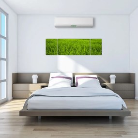 Obraz trawy (170x50 cm)