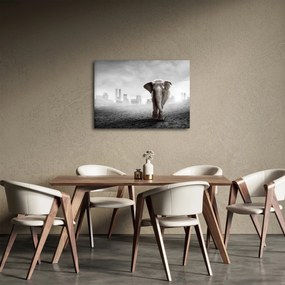 Obraz - Słonie w wielkim mieście, wersja czarno - biała (70x50 cm)