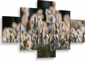 Obraz - Biała wełnianka (125x70 cm)
