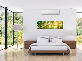 Obraz - Słoneczny Las (170x50 cm)