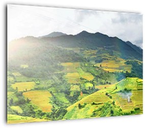 Obraz na szkle - plantacja (70x50 cm)