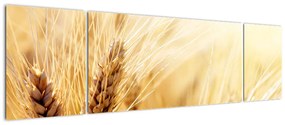 Obraz - szczegóły ziarna (170x50 cm)