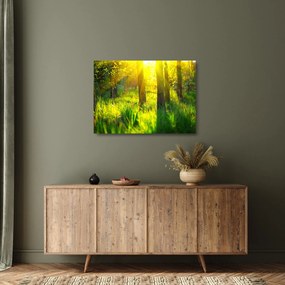 Obraz na szkle - Wiosenne przebudzenie lasu (70x50 cm)