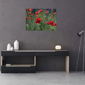 Obraz - Łąka z makami (70x50 cm)