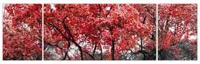 Obraz - Czerwone drzewa, Central Park, New York (170x50 cm)