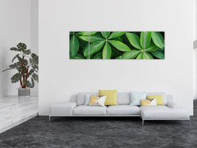 Obraz - Liście z kroplami rosy (170x50 cm)
