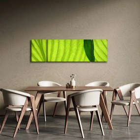 Obraz - Szczegół zielonego liścia (170x50 cm)