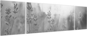 Obraz - Lawenda (170x50 cm)