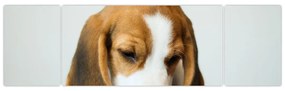 Obraz Beagle (170x50 cm)
