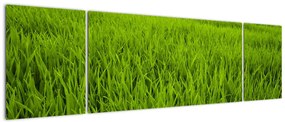 Obraz trawy (170x50 cm)