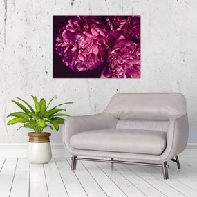 Obraz - Kwiaty piwonii (70x50 cm)