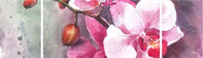 Obraz - Orchidee, akwarela (170x50 cm)