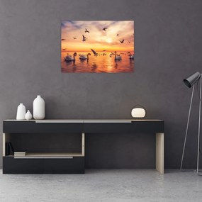 Obraz - Łabędzie (70x50 cm)