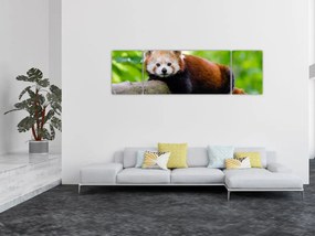 Obraz pandy czerwonej (170x50 cm)