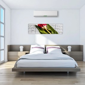 Obraz czerwonego tulipana (170x50 cm)