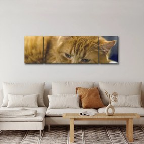 Obraz kota (170x50 cm)