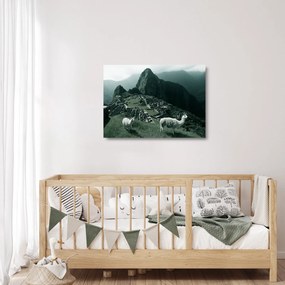 Obraz na szkle - Lamy w Machu Picchu w Peru (70x50 cm)
