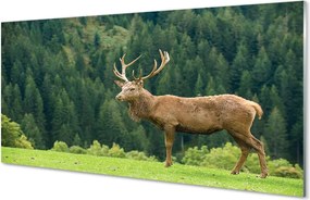 Panel nad Blat Kuchenny Jeleń na Otwartym Polu