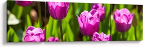 Obraz tulipanów na łące (170x50 cm)