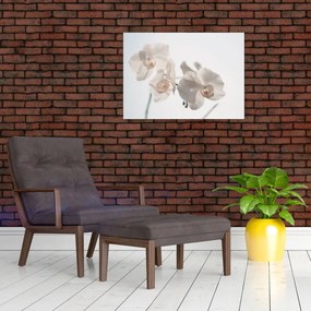 Obraz białej orchidei (70x50 cm)
