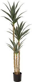 Juka w doniczce 160 cm
