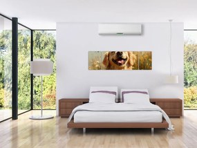 Obraz - Szczęśliwy piesek (170x50 cm)