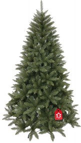 Świerk kaukaski 210 cm