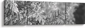 Obraz - Las świerkowy (170x50 cm)