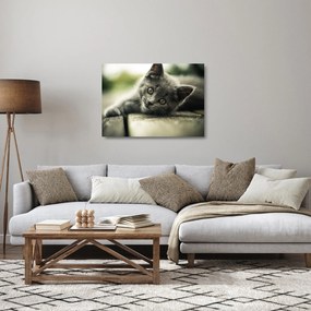 Obraz na szkle - kotek (70x50 cm)